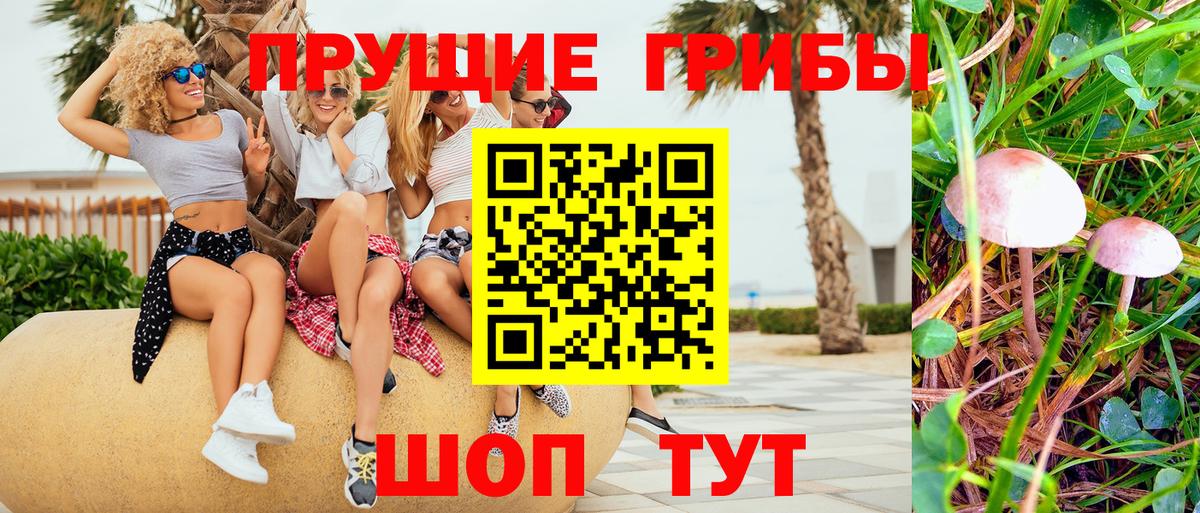 Псилоцибиновые грибы Psilocybe Ликино-Дулёво